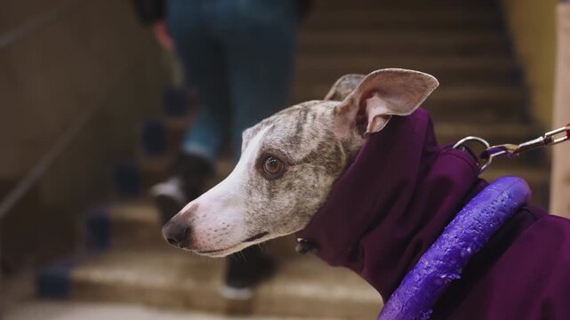Close-up of whippet in purple jacket with intense gaze, wearing purple toy around neck, attached to red leash, standing indoors near stairs, capturing moment of alertness and urban pet style