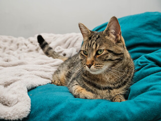 Cute tabby cat laying on blue bed cover. Pet looks relaxed and dominant. Boss of the house concept.