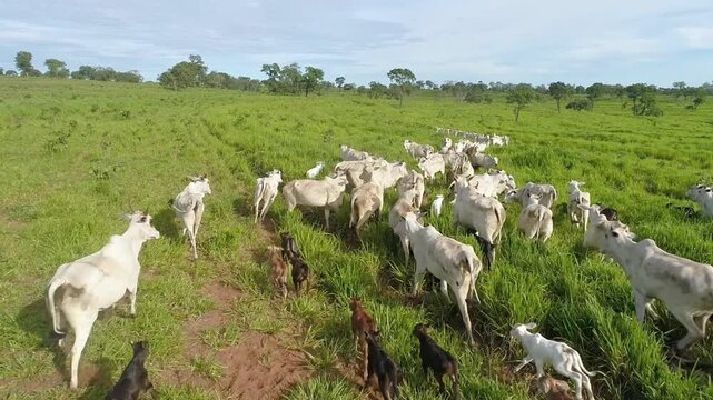 Cattle graze peacefully in a vast, verdant pasture under a bright, open sky
