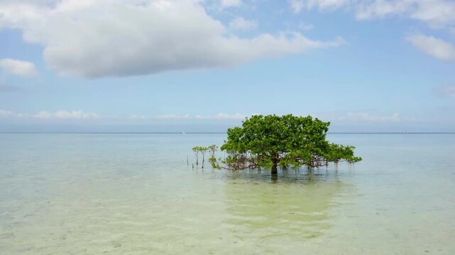 A lone mangrove tree stands in the shallow, clear waters under a cloudy sky