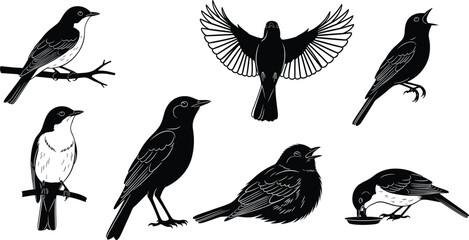Bird vector illustrations, perched, flying, singing, feeding, black silhouette, wildlife, nature drawing, animal clipart, design