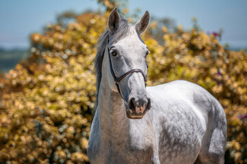Head of a white and gray Lusitano horse alone in nature