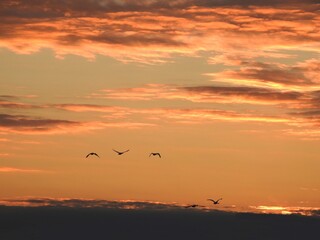 Serene scene, canadian geese flying within a colorful, evening sky. Bombay Hook National Wildlife Refuge, Kent County, Delaware.  