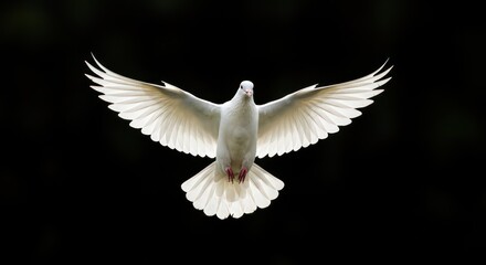 A white dove flies with wings spread wide against a dark, blurred background.