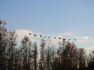 A flock of canadian geese flying over the treetops of a deciduous, woodland forest. Bombay Hook National Wilkdlife Refuge, Kent County, Delaware. 