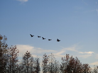 A flock of canadian geese flying over the treetops of a deciduous, woodland forest. Bombay Hook National Wilkdlife Refuge, Kent County, Delaware. 