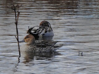A pair of northern pintail ducks, male and female, enjoying their day, within the wetland waters of the Bombay Hook National Wildlife Refuge, Kent County, Delaware