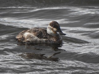 A female, rudy duck, swimming within the wetland waters of the Bombay Hook National Wildlife Refuge, Kent County, Delaware. 