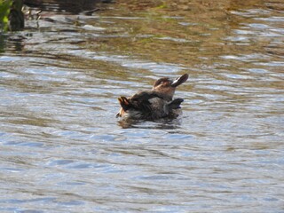 A female, rudy duck,  using its webbed foot to preen, within the wetland waters of the Bombay Hook National Wildlife Refuge, Kent County, Delaware.    