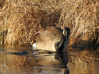 A canadian goose, struggling to break through the icy, wetland water. Bombay Hook National Wildlife Refuge, Kent County, Delaware.