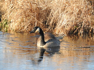 A canadian goose, struggling to break through the icy, wetland water. Bombay Hook National Wildlife Refuge, Kent County, Delaware.