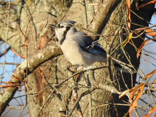 A blue jay, perched on a branch, within the woodland forest of the Bombay Hook National Wildlife Refuge, Kent County, Delaware.