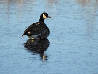 Canadian goose, resting on the ice, on a cold, crisp, late autum day. Bombay Hook National Wildlife Refuge, Kent County, Delaware.