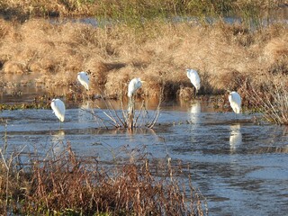 A group of great egrets, enjoying a beautiful day, within the wetlands of the Bombay Hook National Wildlife Refuge, Kent County, Delaware.