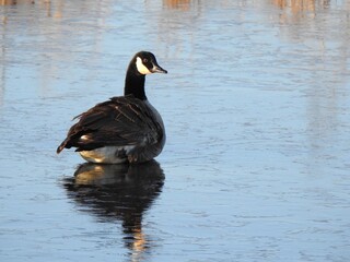 Canadian goose, resting on the ice, on a cold, crisp, late autum day. Bombay Hook National Wildlife Refuge, Kent County, Delaware.