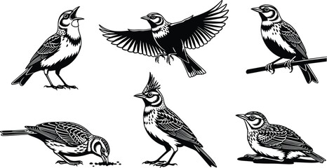 Vector songbirds perched, flying, singing, feeding, detailed bird illustrations, wildlife drawings, black silhouette art design collection