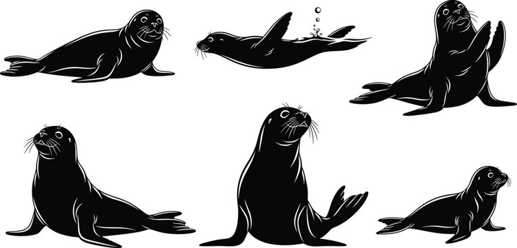 Seal silhouette illustration set, swimming pose, resting posture, underwater motion, flipper gesture, wildlife vector design