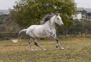 A beautiful grey white Lusitanian horse running alone in the field in summer