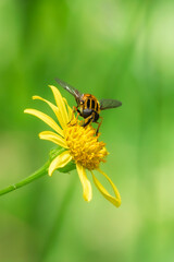 France - Toulouse - Hoverfly (Helophilus pendulus) - Sunlit visit on yellow daisy, striped thorax and banded abdomen