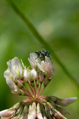France - Toulouse - Thick‑legged flower beetle (Oedemera nobilis) - Metallic green on clover, poised among fading and fresh florets