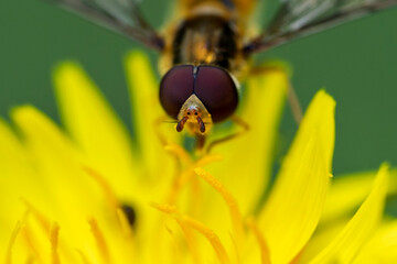 France - Toulouse - Marmalade hoverfly (Episyrphus balteatus) - Head‑on view with ruby eyes diving into golden florets