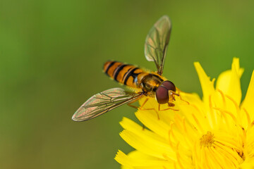 France - Toulouse - Marmalade hoverfly (Episyrphus balteatus) - Poised over yellow bloom with gleaming bands and glassy wings