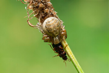 France - Toulouse - Crab spider (Xysticus kochi) - Earth‑toned ambush hunter gripping prey on dried seedhead