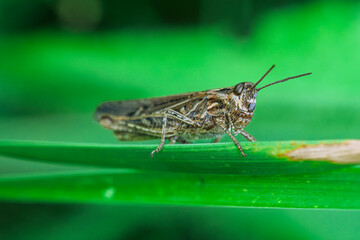 France - Toulouse - Common field grasshopper (Chorthippus brunneus) - Patterned brown nymph poised along a blade in soft green light