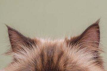 Cat ears brown with beige color on a green background.