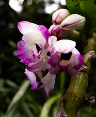 Orquídea blanca y púrpura floreciendo con capullos, naturaleza exótica de cerca, floración detallada, flores pequeñas