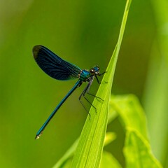 Vibrant dragonfly on green leaf