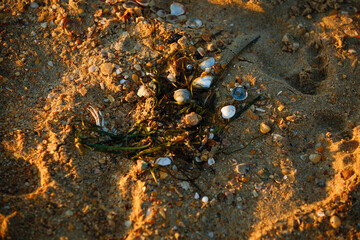 seashells seaweed on the sands