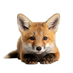 Fototapeta premium Charming Red Fox Kit Gazing Lovingly Adorable Baby Animal Portrait for Nature Wildlife on transparent background