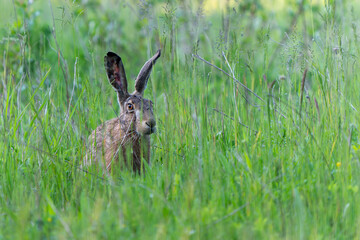 France - Mazeres - European Hare (Lepus europaeus) - Focused gaze in dense green meadow
