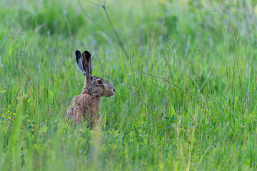 France - Mazeres - European Hare (Lepus europaeus) - Side profile sitting in lush grass