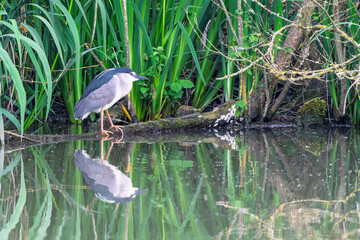  France - Mazeres - Black-crowned Night Heron (Nycticorax nycticorax) - Cautious movement along marshy edge