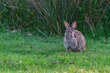 France - Mazeres - European rabbit (Oryctolagus cuniculus) - Sitting alert in grassy field