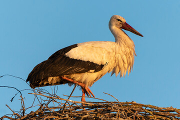 France - Mazeres - White Stork (Ciconia ciconia) - Standing proud on nest platform