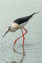 France - Mazeres - Black-winged Stilt (Himantopus himantopus) - Focused foraging in calm marshland