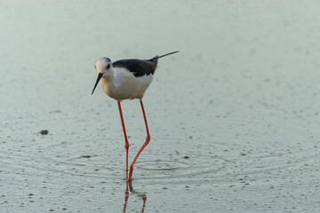 France - Mazeres - Black-winged Stilt (Himantopus himantopus) - Walking cautiously in muddy wetland
