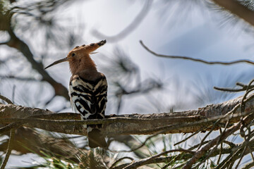 France - Mazeres - Eurasian hoopoe (Upupa epops) - Perched on tree holding insect