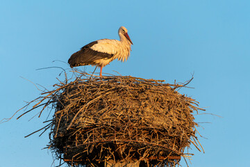 Fototapeta premium France - Mazeres - White stork (Ciconia ciconia) - Standing on nest at top of tree