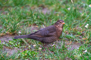 France - Mazeres - Common blackbird (Turdus merula) - Foraging on grassy ground