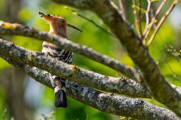 France - Mazeres - Eurasian hoopoe (Upupa epops) - Perched among tree branches