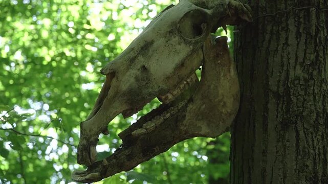 Shooting through cattle tied to a tree, covered in dirt and dust, exposure