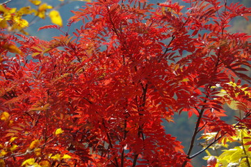 燃えるナナカマド