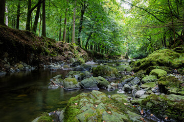 A stream flowing through the forest mountain in Northern Ireland
