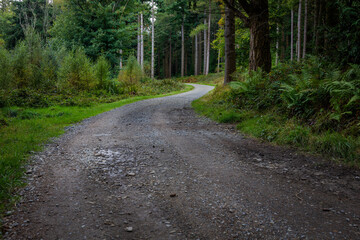 road in the forest