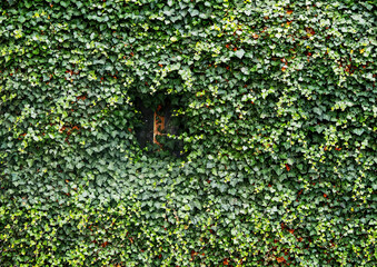  Ivy-Covered Window
