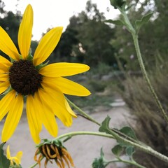 sunflower in the garden